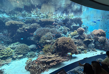 冲绳美丽海水族馆第 130 张图片