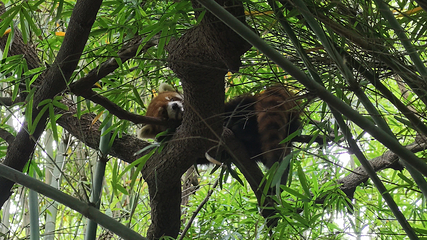 成都大熊猫繁育研究基地第 422 张图片