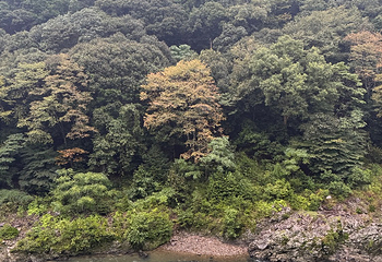 岚山嵯峨野观光小火车第 74 张图片
