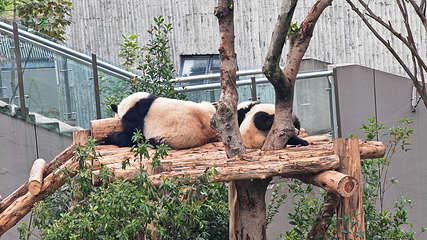 成都大熊猫繁育研究基地第 141 张图片