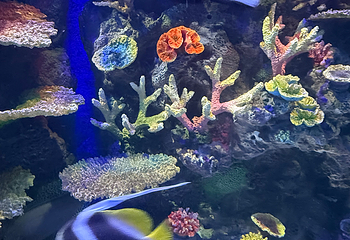 兰卡威海底世界第 36 张图片