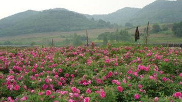 大连冷香玫瑰园