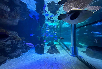 墨尔本水族馆第 49 张图片