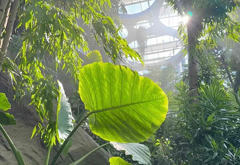 上海温室花园第 244 张图片