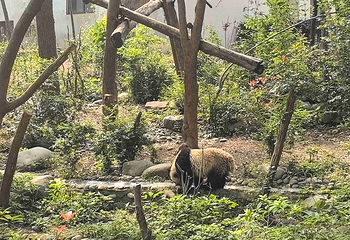 成都大熊猫繁育研究基地第 723 张图片