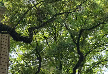 沙面第 51 张图片