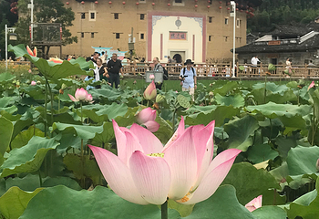 田螺坑土楼群第 56 张图片