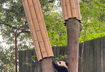 成都大熊猫繁育研究基地第 375 张图片