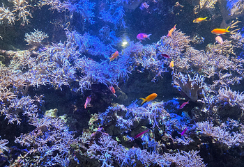 名古屋港水族馆第 24 张图片