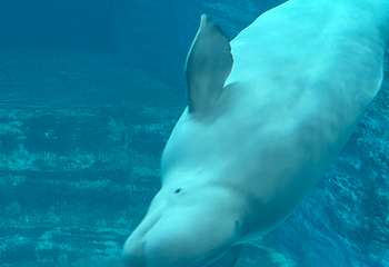 三亚亚特兰蒂斯失落的空间水族馆第 202 张图片