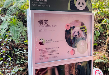 熊猫谷第 102 张图片