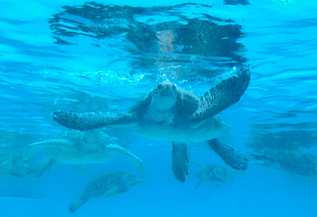 冲绳美丽海水族馆第 77 张图片