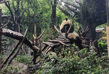 成都大熊猫繁育研究基地第 481 张图片