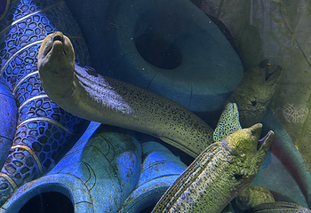 三亚亚特兰蒂斯失落的空间水族馆第 239 张图片