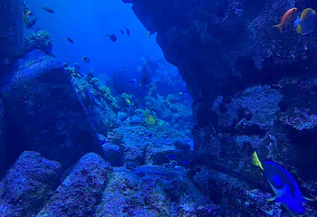 迪拜“失落的世界”水族馆第 15 张图片