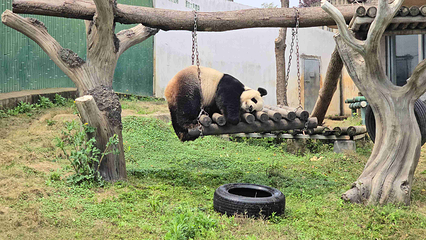 岳阳中华大熊猫苑第 14 张图片