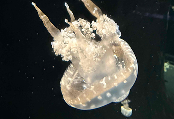 新加坡海洋生态馆第 170 张图片
