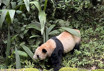 成都大熊猫繁育研究基地第 364 张图片