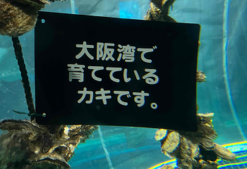 大阪海游馆第 63 张图片