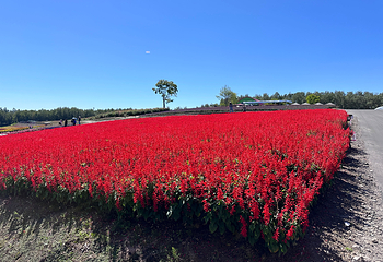 富田农场第 10 张图片