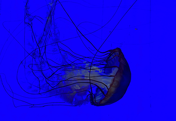 上海海洋水族馆第 209 张图片