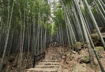 宜兴竹海风景区第 44 张图片