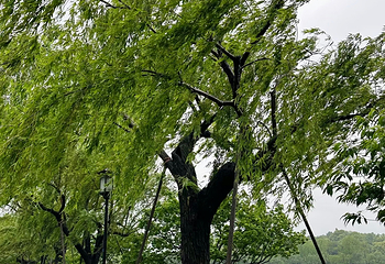 西湖风景名胜区第 384 张图片