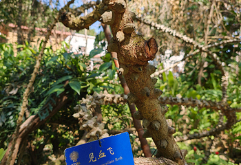 中国科学院西双版纳热带植物园第 139 张图片
