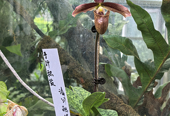 昆明植物园第 18 张图片