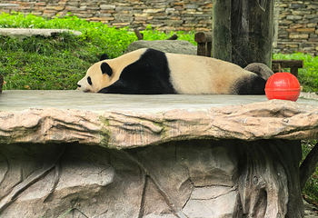 卧龙中华大熊猫苑神树坪基地第 88 张图片