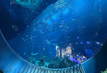 DMM Kariyushi水族馆第 28 张图片