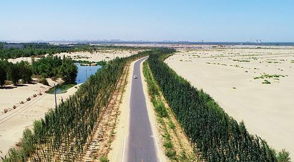 大漠胡杨观景台