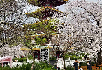 东湖樱花园第 54 张图片