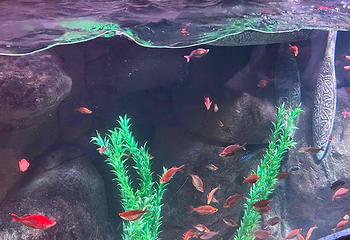 上海长风海洋世界第 64 张图片