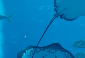 三亚亚特兰蒂斯失落的空间水族馆第 147 张图片