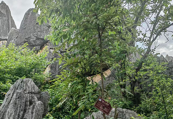 石林风景区第 215 张图片