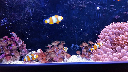 里昂水族馆第 5 张图片