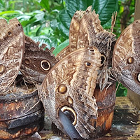 Gamboa Rainforest Resort Butterfly Garden and Frog Exibit