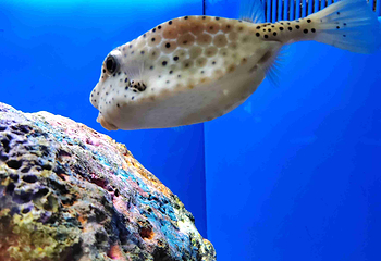 上海海洋水族馆第 203 张图片
