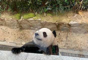 熊猫馆第 17 张图片