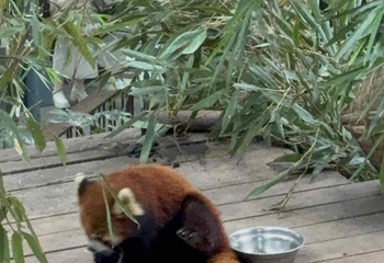 成都大熊猫繁育研究基地第 705 张图片