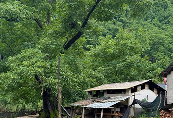 高黎贡山第 54 张图片