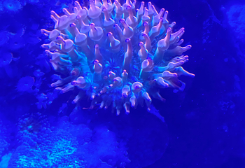凯恩斯水族馆第 47 张图片
