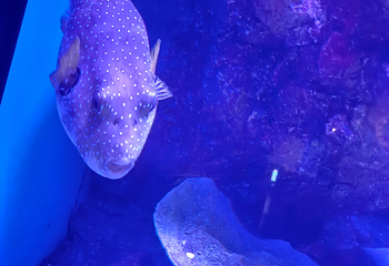 凯恩斯水族馆第 57 张图片