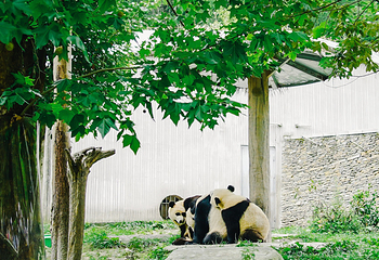 卧龙中华大熊猫苑神树坪基地第 57 张图片