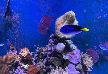 凯恩斯水族馆第 27 张图片