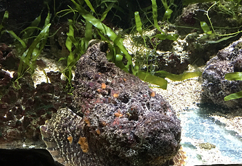 昂内维尔水族馆第 4 张图片