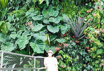 新加坡滨海湾花园第 241 张图片