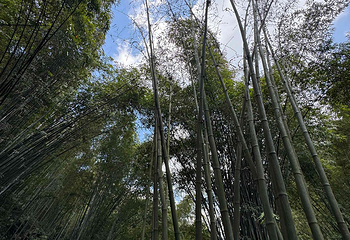 蜀南竹海第 37 张图片