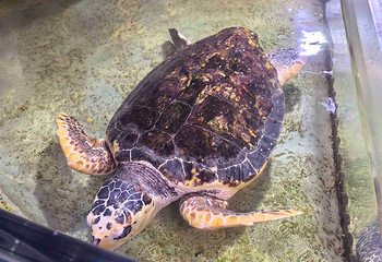 青岛海底世界第 228 张图片